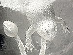 Paul David Morell  1946 - 2010 Gemstone Carvings Gem sculpture crystal carvings Netsuke carvings jades carvings nephrite carvings jadite carvings quartz carvings carvings agates netsuke carvings gem stones gemstones gem stone carving Paul David Morell carvings